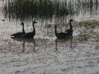 Magpie Geese.JPG (94 KB)